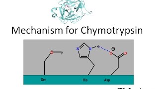 Mechanism of Chymotrypsin [upl. by Neemsay]