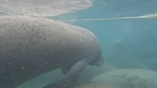 Swimming with Florida Manatees  Crystal River [upl. by Nally942]