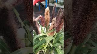 Ornamental Pearl Millet sorghum plants purpleplants susanbulusan [upl. by Nnasus]