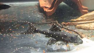 Acanthicus adonis Adonis Pleco AKA Polka Dot Lyre Tail Pleco [upl. by Smart]