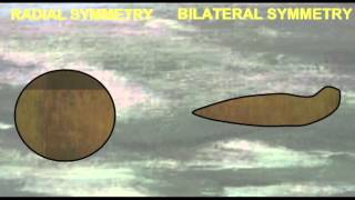 PL1 RADIAL VS BILATERAL SYMMETRY [upl. by Sasnak]