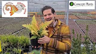 Dryopteris Jurassic Gold by Plant lover Peter at Digitial CAST [upl. by Yahsan]