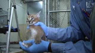 Caracal kittens at five weeks Growing fast [upl. by Eelik]