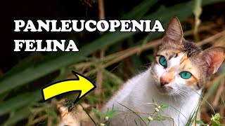 Panleucopenia felina  Gatil Hauser [upl. by Akym]