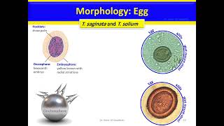 Taenia saginata Taenia solium Cestodes [upl. by Novihc464]