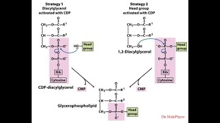 Biosintesi di Trigliceridi Fosfolipidi e Gliceroneogenesi [upl. by Delila]