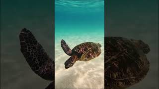 Take It Slow amp Steady seaturtles turtles reptiles [upl. by Stark263]