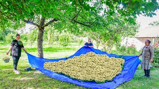 WHITE MULBERRY HARVEST IN OUR VILLAGE  WE COOKED DELICIOUS MULBERRY JAM [upl. by Lyndsay938]