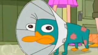 Perry The Platypus  The Platypus Song [upl. by Ahsyad]