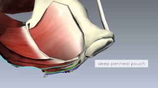 Pelvic Floor Part 2  Perineal Membrane and Deep Perineal Pouch  3D Anatomy Tutorial [upl. by Egwan]