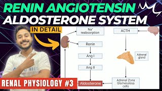 renin angiotensin aldosterone system renal physiology  renin pathway physiology  RAAS physiology [upl. by Amelita]