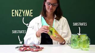 Enzymes and Cascade Reactions [upl. by Dumanian]