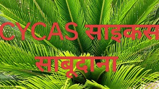 CYCAS साइकस का पौधा गमले और जमीन दोनों में लगने वाला पौधा [upl. by Tterrej]