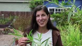 Growing Milkweed for Monarch Butterflies [upl. by Tjaden36]