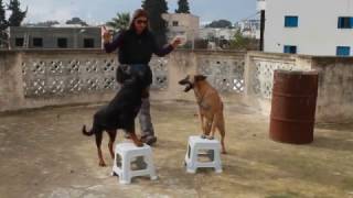 dressage de chien tunisie  Rottweiller  Malinois obéissance [upl. by Coleen]