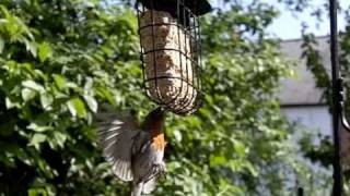 SlowMo Hovering Robin CLIP [upl. by Netsirc219]