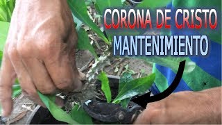 Cuidado y mantenimiento de la planta corona de cristo  Info Garden [upl. by Dragon]