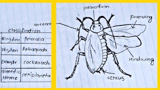 Classification of animals Phylum  Arthropod  Cockroach labelled diagram and classification [upl. by Machos]