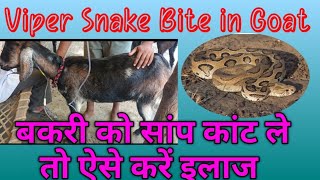 बकरी को सांप कांट ले तो ऐसे करें तुरंत इलाज  Treatment Of Viper Snake bite in goat [upl. by Ycam7]