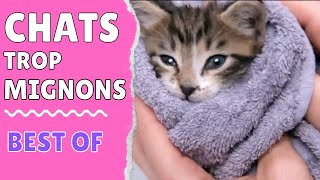 🚩Chats Mignons Video Chatons et leur Maman [upl. by Zachariah529]