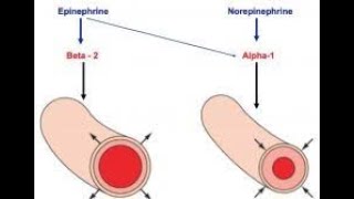 Beta blockers for migraines Short [upl. by Etaner]