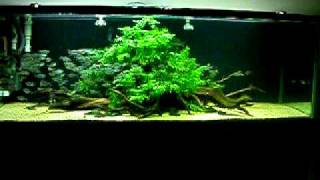 Aquascaping Moenkhausia costae in a 6 ft freshwater aquarium [upl. by Rhtaeh]