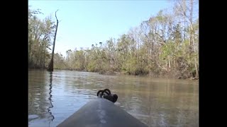 Ivorybilled Woodpecker Drifting through the 2006 Hot Zone [upl. by Prasad967]