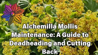 Alchemilla Mollis Maintenance A Guide to Deadheading and Cutting Back [upl. by Danni259]