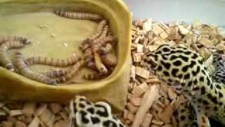 وزغة منمرة تأكل يرقات الطحين Leopard Geckos [upl. by Gerrard]