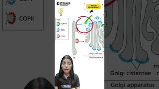 Types of coated vesicles Clathrin COPII and COPI shortvideo mitochondria shorts [upl. by Netsryk]