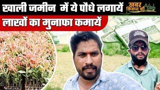 VLOG  इस पौधे को लगायें करें लाखों की कमाई  सफेदा का पौधा  Low Maintenance Plant  p23 eucalyptus [upl. by Efren]