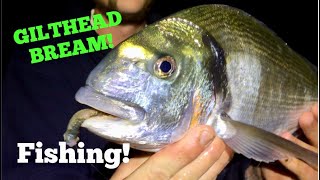 Fishing For GILTHEAD BREAM Tips and Tactics [upl. by Dublin]