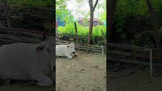 Goru sab kiska he 🤩🤣🤣Bell sab kiska heytshortyoutube villageshortsvideo shortdehatichora [upl. by Skcirdnek783]