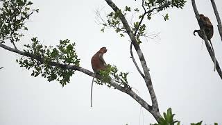 Proboscis monkeys [upl. by Dita426]