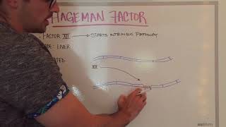 Hageman Factor Easily Explained [upl. by Enayd]