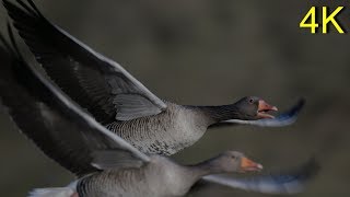 Greylag Goose  CLOSE UPS In Flight on Water Land [upl. by Ama]