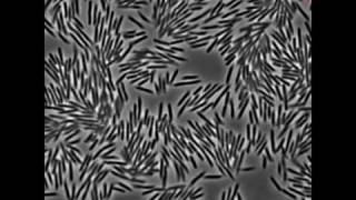 Motions of Swarming E coli Bacteria [upl. by Erik1]