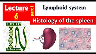 MALTMucosa Associated Lymphoid Tissue Secondary Lymphoid organ [upl. by Junno]