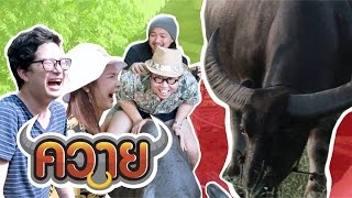 ควาย 🐃 [upl. by Hyrup]