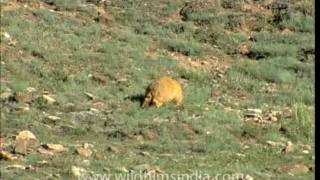 Mountain squirrels  Marmots [upl. by Lennad]