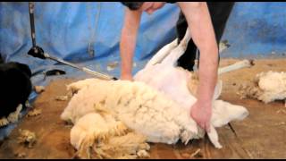 Sheep Shearing Demonstration [upl. by Eng]