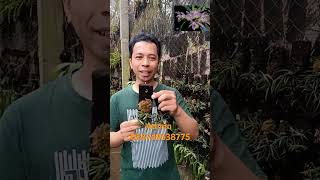 tricoglotis pusillayoutube anggrek orchid flower bunga garden tanaman youtubeshorts [upl. by Hepzi]