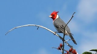 LOS HERMANOS CUESTAS como los pajaros [upl. by Nolasba]