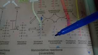 PENTOSE PHOSPHATE PATHWAY part 2non oxidative reactions [upl. by Camel]