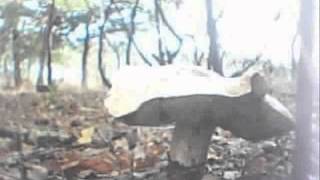 Boletus Edulis  Time lapse [upl. by Kram917]