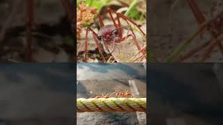 Australian Bull Ants bullant antcolony shorts [upl. by Rehtaeh]