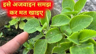 अजवाइन के पौधे का असली सच  Ajwain Plant Complete Information  Medicinal Plant For Infants [upl. by Aisela]