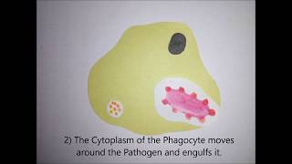 GCSEALEVELUNIVERSITY BIOLOGY Phagocytosis in 5 easy steps [upl. by Leone]