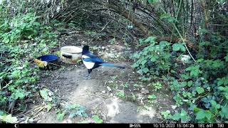 Trailcam 038 Magpie on the ground [upl. by Eyks583]