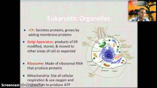 IB 12  Ultrastructure of Cells [upl. by Ynafets]